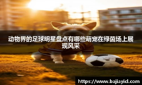 动物界的足球明星盘点有哪些萌宠在绿茵场上展现风采